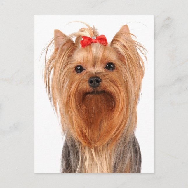 Yorkshire Terrier Valp Hund Tom Postkort Vykort (Framsida)