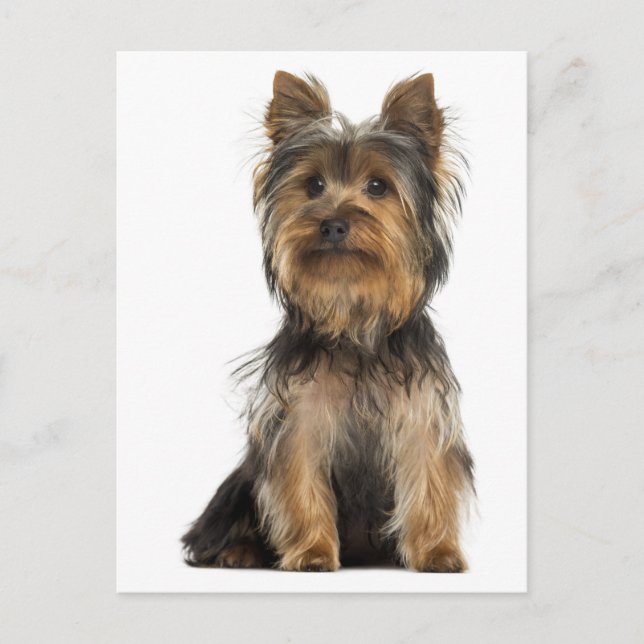 Yorkshire Terrier Valp Hund Tom Postkort Vykort (Framsida)