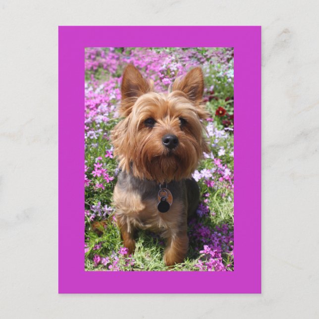 Yorkshire Terrier Valp Hundfilt Lila Postkort Vykort (Framsida)