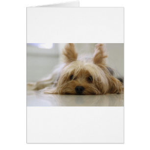 yorkshire terrier valp husdjur söt hund ansikte ög hälsningskort