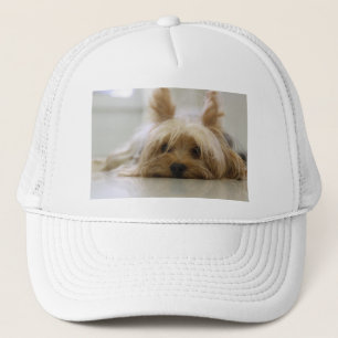 yorkshire terrier valp husdjur söt hund ansikte ög keps