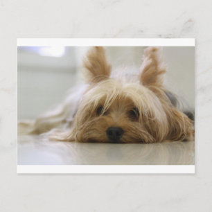 yorkshire terrier valp husdjur söt hund ansikte ög vykort