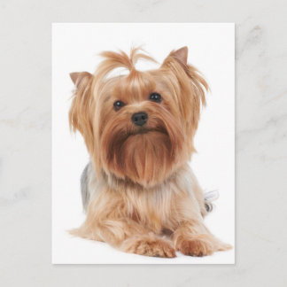 Yorkshire Terrier Vykort