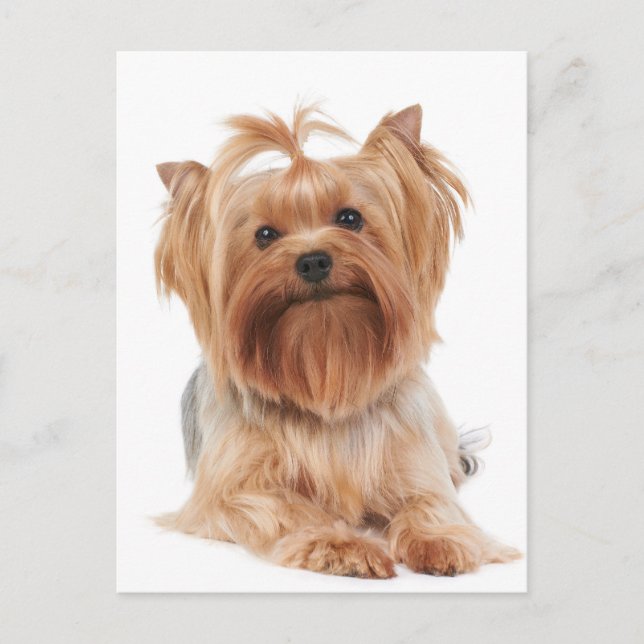Yorkshire Terrier Vykort (Framsida)