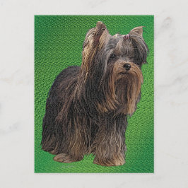 Yorkshire Terrier Vykort