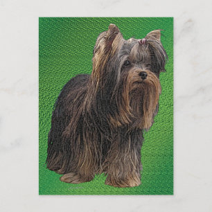 Yorkshire Terrier Vykort