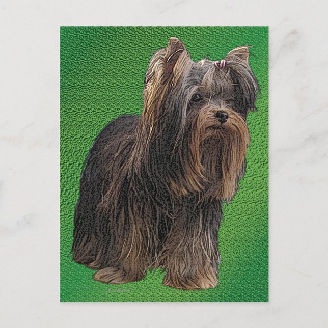 Yorkshire Terrier Vykort (Framsida)