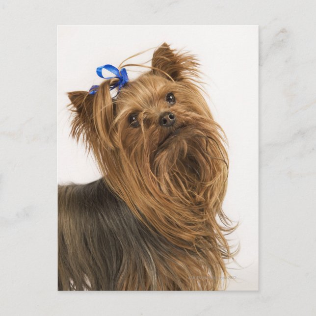 Yorkshire Terrier Vykort (Framsida)