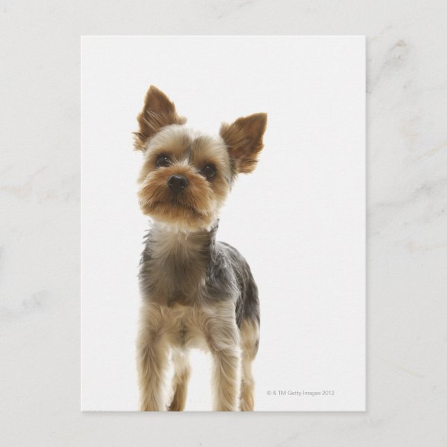 Yorkshire Terrier Vykort (Framsida)