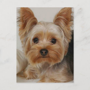 Yorkshire Terrier Vykort