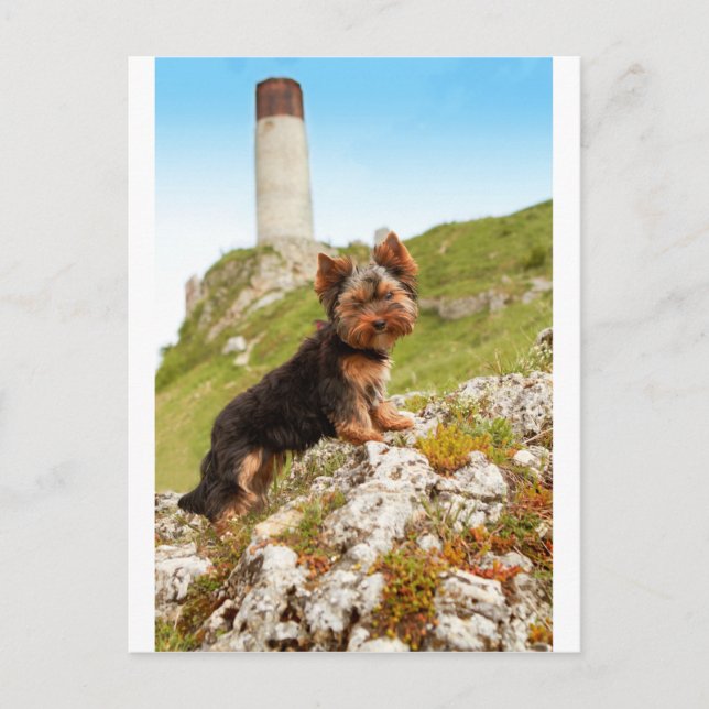 Yorkshire Terrier Vykort (Framsida)