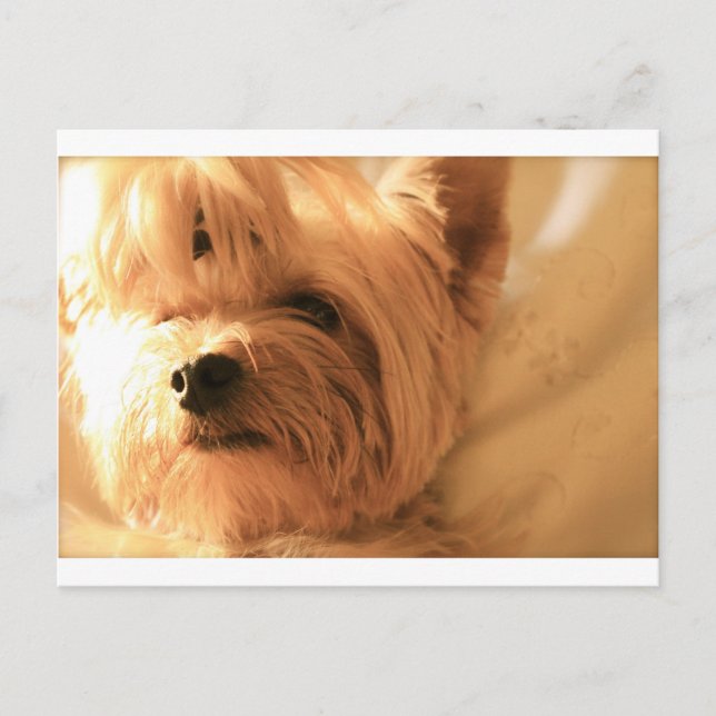 Yorkshire Terrier Vykort (Framsida)