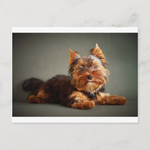 Yorkshire Terrier Vykort