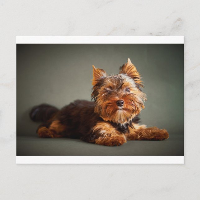 Yorkshire Terrier Vykort (Framsida)
