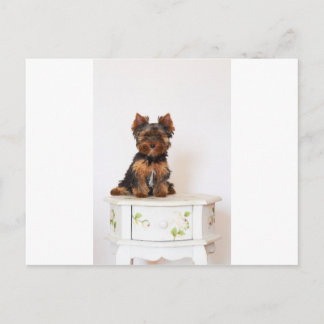 Yorkshire Terrier Vykort