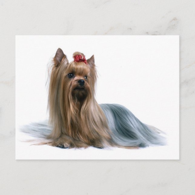 Yorkshire Terrier Vykort (Framsida)