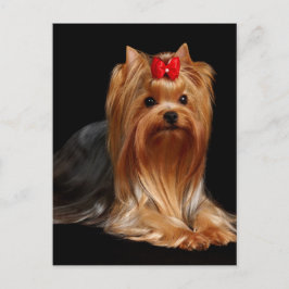 Yorkshire Terrier Vykort