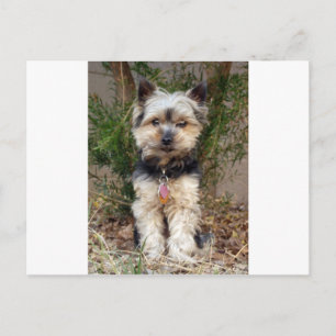 Yorkshire Terrier Vykort