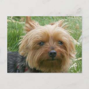 Yorkshire Terrier Vykort