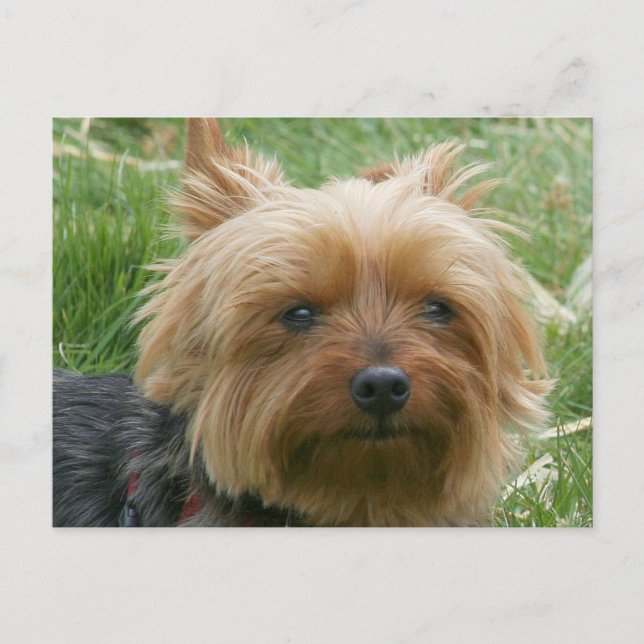 Yorkshire Terrier Vykort (Framsida)