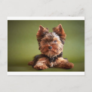 Yorkshire Terrier Vykort