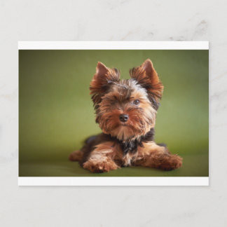 Yorkshire Terrier Vykort