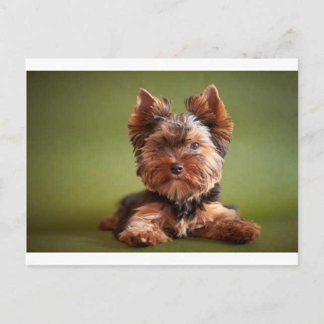 Yorkshire Terrier Vykort (Framsida)