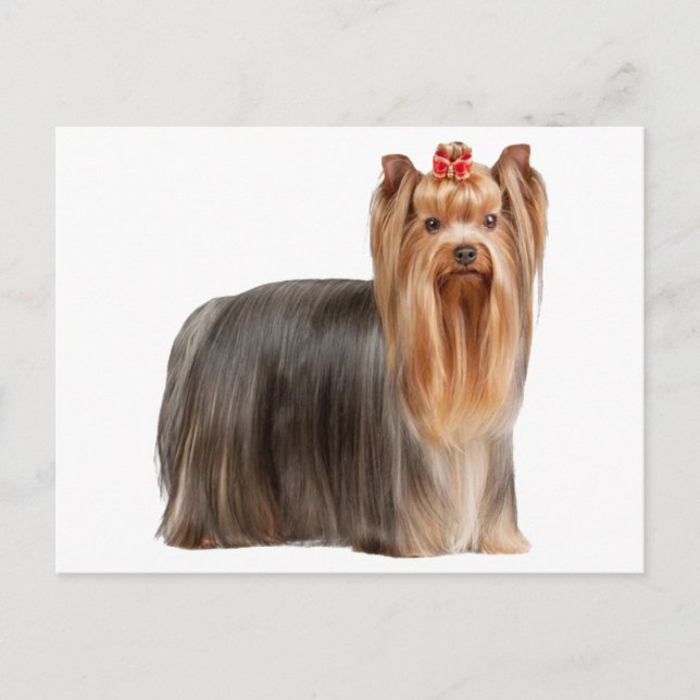 Yorkshire Terrier Vykort (Framsida)