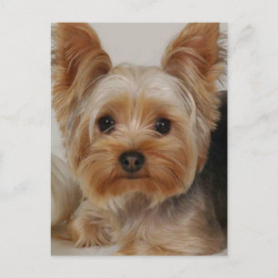 Yorkshire Terrier Vykort