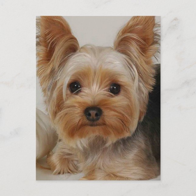 Yorkshire Terrier Vykort (Framsida)
