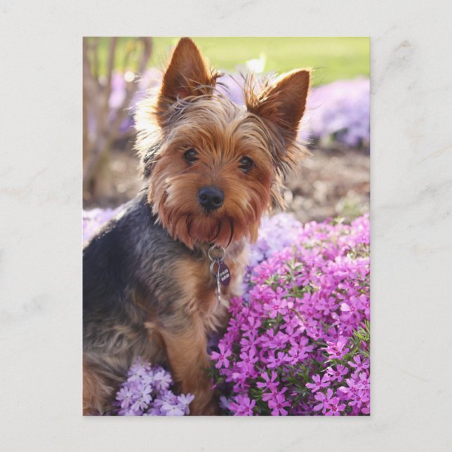 Yorkshire Terrier Vykort (Framsida)