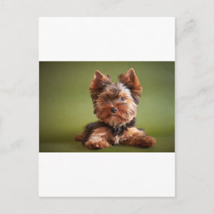 Yorkshire Terrier Vykort