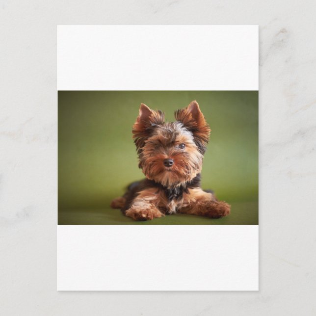 Yorkshire Terrier Vykort (Framsida)