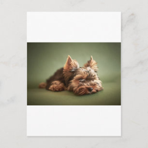 Yorkshire Terrier Vykort