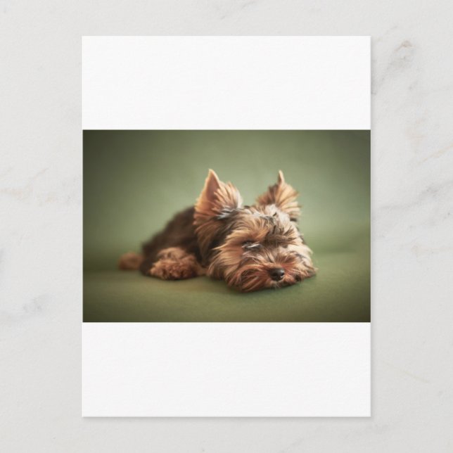 Yorkshire Terrier Vykort (Framsida)