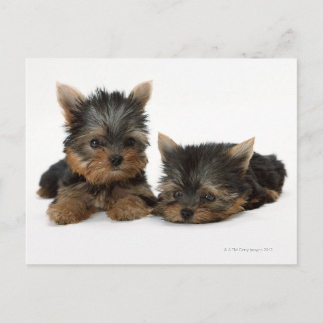 Yorkshire Terrier Vykort (Framsida)