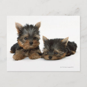 Yorkshire Terrier Vykort