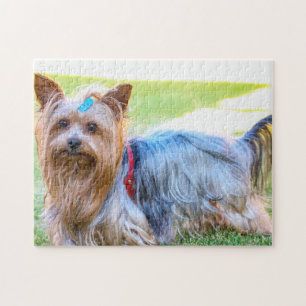 Yorkshire Terrier Yorkie Breed Hund Puppy Pussel