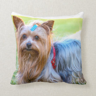 Yorkshire Terrier Yorkie Favorite Breed Kudde