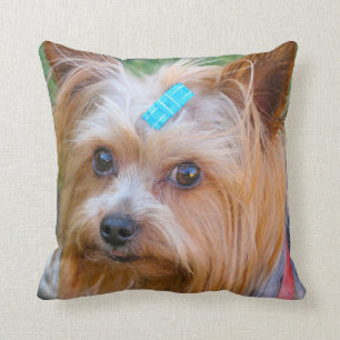 Yorkshire Terrier Yorkie Favorite Breed Kudde