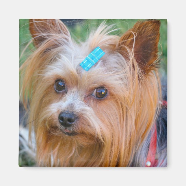 Yorkshire Terrier Yorkie Favorite Breed  Magnet (Framsidan)