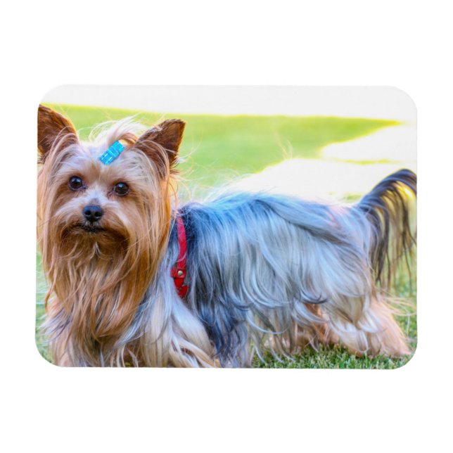 Yorkshire Terrier Yorkie Favorite Breed Magnet (Horisontell)