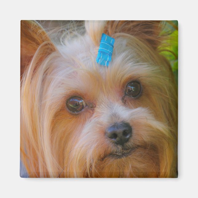Yorkshire Terrier Yorkie Favorite Breed Magnet (Framsidan)
