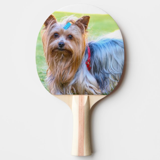 Yorkshire Terrier Yorkie Favorite Breed Pingisracket (Framsidan)