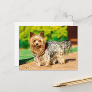 Yorkshire Terrier Yorkie Favorite Breed Vykort
