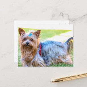 Yorkshire Terrier Yorkie Favorite Breed Vykort