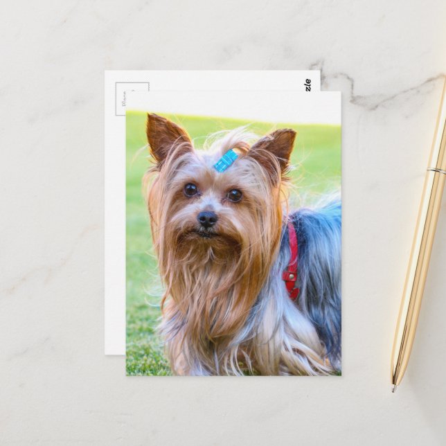 Yorkshire Terrier Yorkie Favorite Breed Vykort (Fram/Back In Situ)