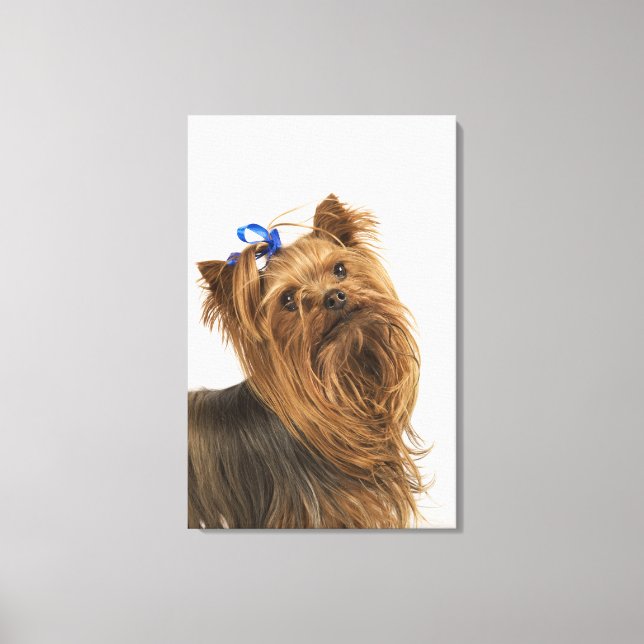 Yorkshire Terrier / Yorkie. Levande ras av Canvastryck (Framsida)