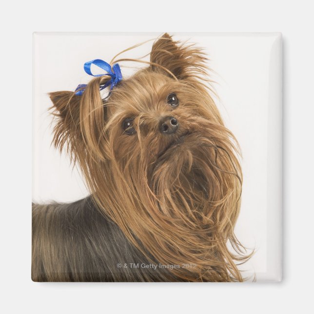 Yorkshire Terrier / Yorkie. Levande ras av Magnet (Framsidan)