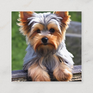 Yorkshire Terriers, eller "Yorkies" eftersom de är Fyrkantigt Visitkort